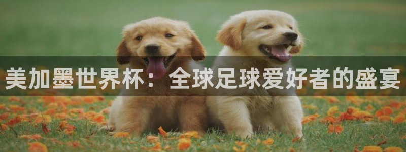 美加墨世界杯：全球足球爱好者的盛宴