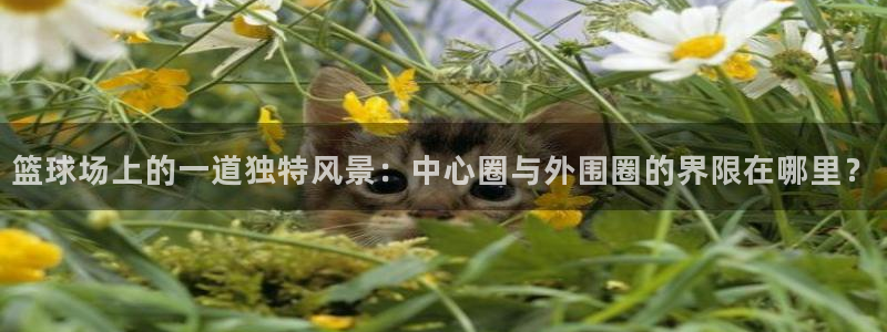 篮球场上的一道独特风景：中心圈与外围圈的界限在哪里？